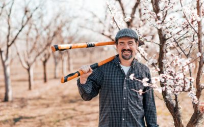 Top Tips For Tree Trimming and Cutting