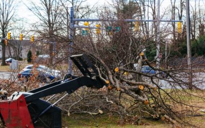 Stump Grinding Tips – Amazing Stump Grinding Tips And Techniques