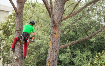 Importance of Tree Trimming Services