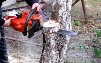 Tree Removal – How to Perform Safer Tree Removal