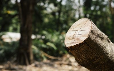 Get a Free Quote on Tree Removal